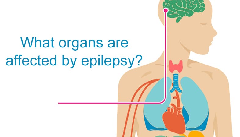 Final year thesis on the effects of anti epileptic drugs on renal parameters